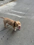 American Pitbull Bully , снимка 3