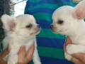 Продавам мини чихуахуа , снимка 3