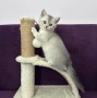 🐾 Шотландски клепоухи (Scottish Fold) и правоухи (Scottish Straight) котенца, снимка 7