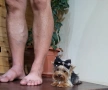 Супер мини йоркширски териер момче, снимка 3