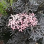 Черен Бъз - Ева (Sambucus nigra 'Eva' BLACK LACE) Приемаме поръчки за юли месец , снимка 2