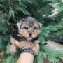 Йоркширски териер - мъжко, снимка 1