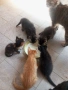 подарявам малки котенца., снимка 7