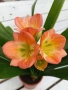 Кливия- оранжева, clivia , снимка 1