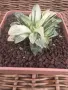 Рядка Вариегатна Хавортия (Haworthia retusa f. variegata) – Колекционерска, снимка 1