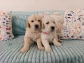 Голдън ретривър бебета , снимка 4