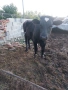 prodavam majko tele za klane mejdu 250 i 300 kilograma, снимка 2