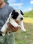 Продавам каракачански кученца , снимка 3