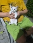 Подарявам малки котенца, снимка 5
