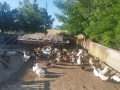 Патици Каки Кембъл и крякащи, снимка 1