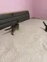 Бенгалски котета, снимка 10