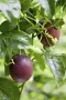 Пасифлора (Маракуя) – Passiflora edulis, снимка 6