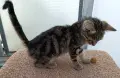 Подарявам малко котенце, снимка 4