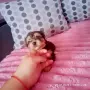 Свободно женско йорки, снимка 2