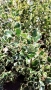 Джел, Илекс Сребърна Кралица, Ilex aquifolium Silver Queen, студоустойчив, многогодишен бодлив храст, снимка 1