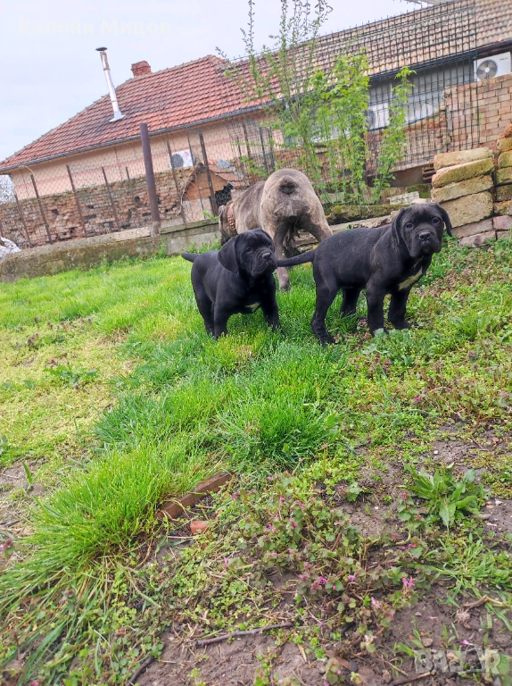 Женско кученце Кане Корсо , снимка 1