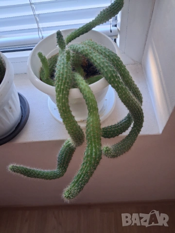 Кактус - две саксии, снимка 7 - Стайни растения - 52295804