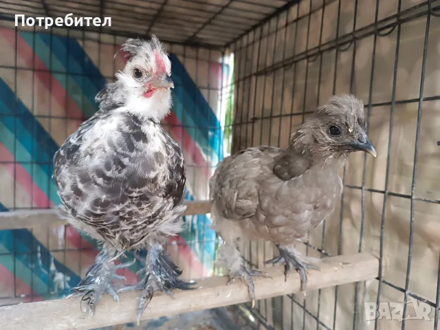 Мини кокошки декорация, снимка 2 - Кокошки и пуйки - 55411769