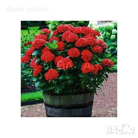 Хортензия Червен Барон, Hydrangea macr. Red Baron за сянка !!!, снимка 2 - Градински цветя и растения - 54769074