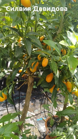  Кумкуат Arancio Citus Sinensis, снимка 3 - Градински цветя и растения - 51814230