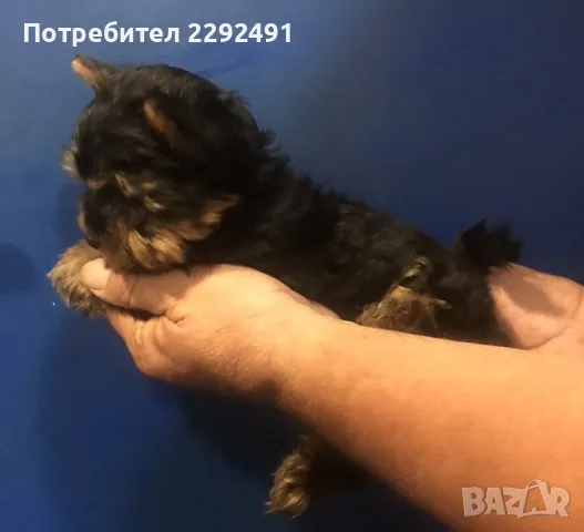 Йоркширски териер - момче !, снимка 2 - Йоркширски териер - 55523237