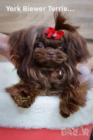 Мини мвлтипу, Ексклузивно момиченце! Доставка 