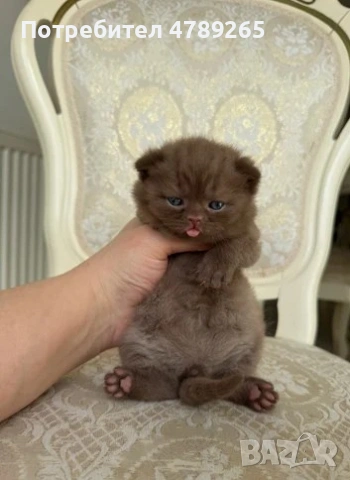 Кафява Британска Късокосместа, снимка 8 - Британска късокосместа - 54125356