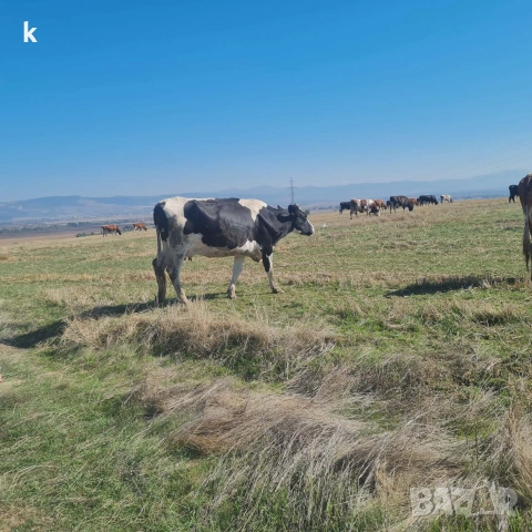 Здравейте продавам крави и телета, снимка 2 - Крави - 54095204