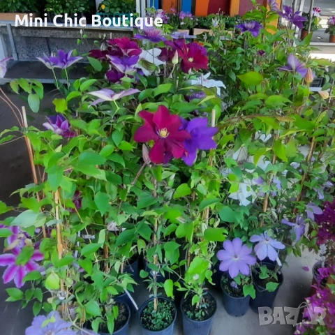 Кралски Клематис  (Clematis ) Микс (Едри цветове) – Готови за засаждане!Пазарджик с доставка до дома, снимка 2 - Градински цветя и растения - 54529026