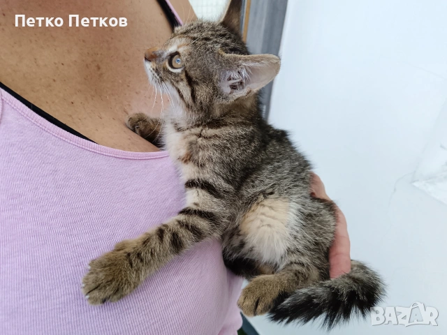 Подарявам малко котенце