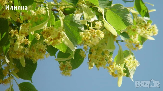 Лайка,Маточина,Самардала,Коприва,Живовляк,Розмарин,Песто,Дива Ягода,Бял Трън,Жълт кантарион,Самардал