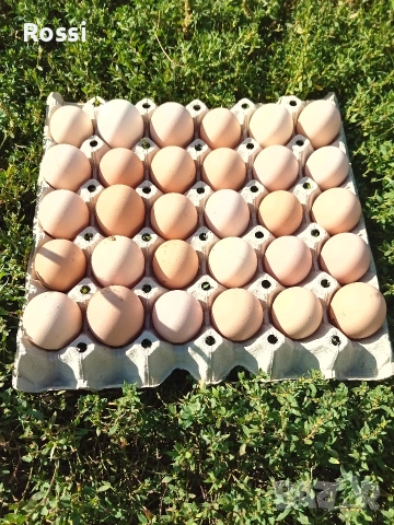 ПРЕСНИ ДОМАШНИ ЯЙЦА, снимка 3 - Домашни продукти - 54481365