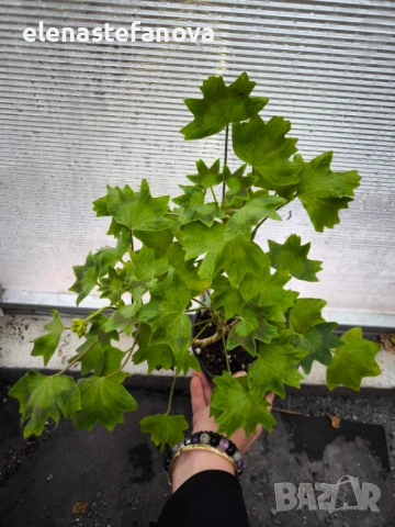 Три големи сортови мушката, растения-майки, снимка 10 - Стайни растения - 54020513