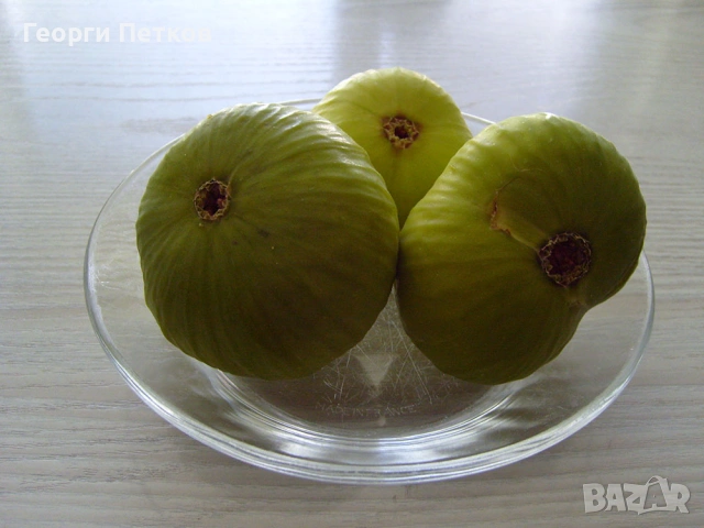 Смокини с височина 25 - 30см., снимка 6 - Градински цветя и растения - 54262046