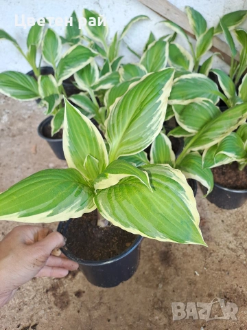 Два вида хоста , снимка 2 - Градински цветя и растения - 54323661