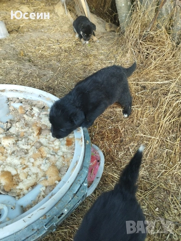 малки кученца овчарски, снимка 7 - Каракачанска овчарка - 55246532