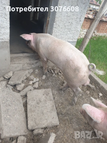  Мъжки Нерез за Разплод