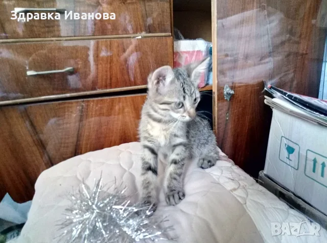 Търсим дом за Леа, снимка 9 - Други - 55276918