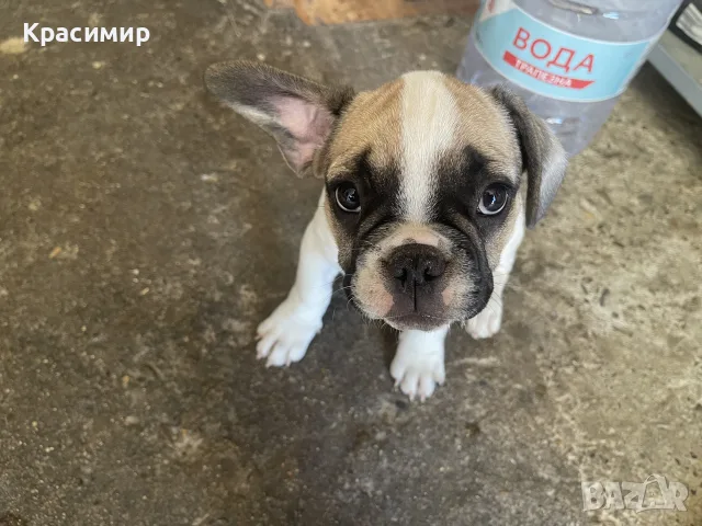 Френски булдог чистокръвни кученца, снимка 17 - Френски булдог - 55099788