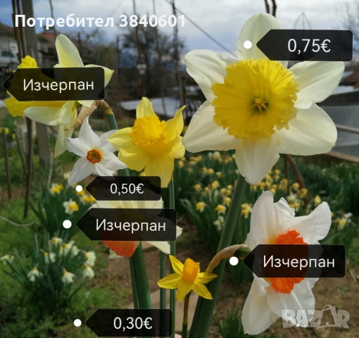 Нарциси (30 луковици) 