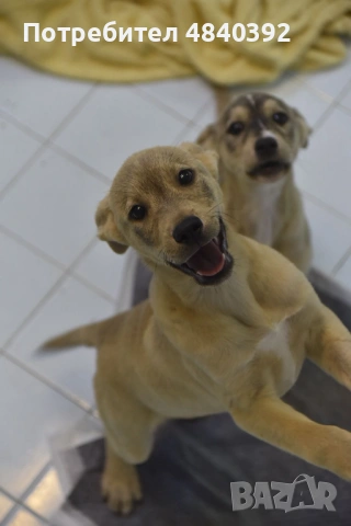 Rescue puppy
