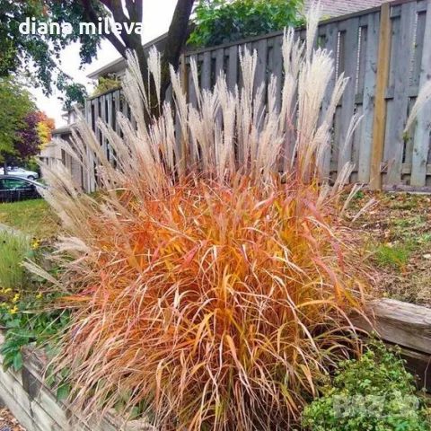Мискантус Пурпурасценс, Miscanthus sinensis 'Purpurascens' студоустойчива, декоративна трева!!!, снимка 2 - Градински цветя и растения - 55420080