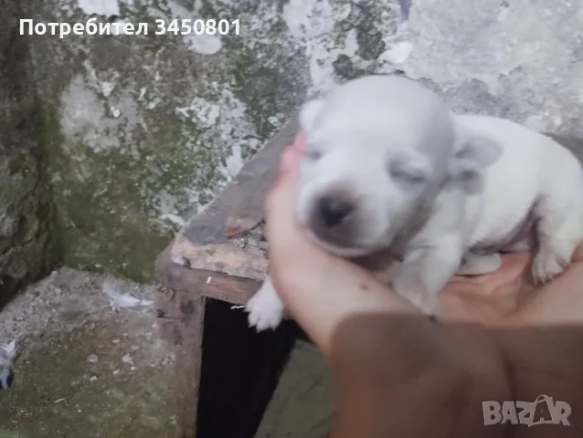 Кучета мини пинчери