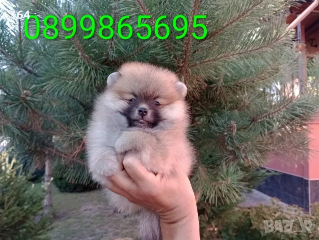 Мъжки и женски Померани., снимка 4 - Померан - 55537124