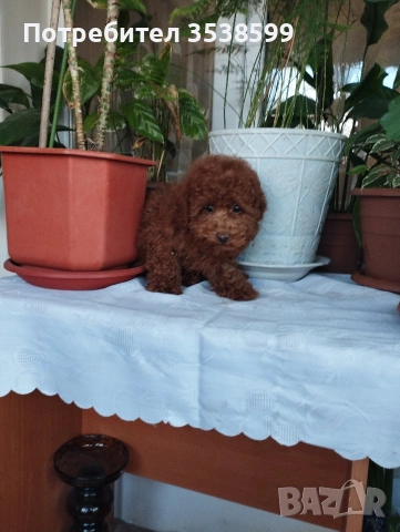 Той Пудел., снимка 2 - Пудели - 53365753