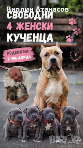 Продават се кученца Питбул Bluenose