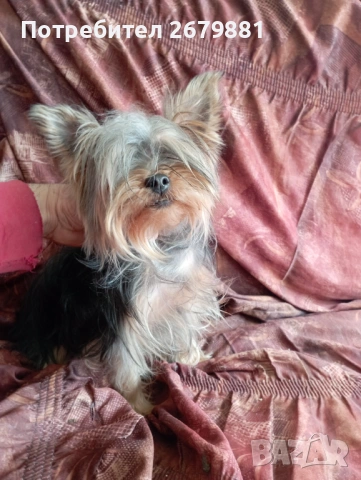 Йоркширски териер , снимка 5 - Йоркширски териер - 54315988