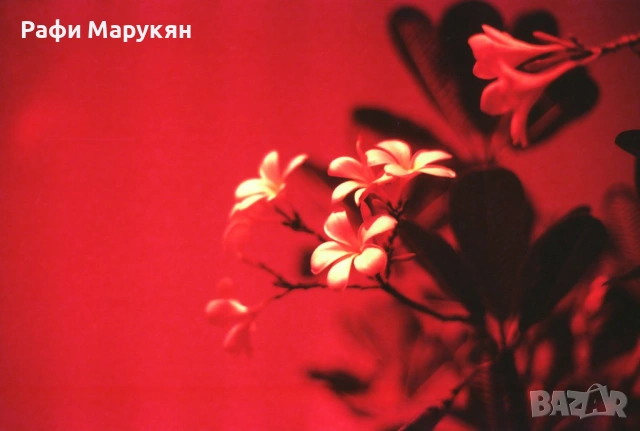 SLR "MINOLTA XG-M"  филмов, здрав, стабилен и сигурен, снимка 5 - Фотоапарати - 54035689