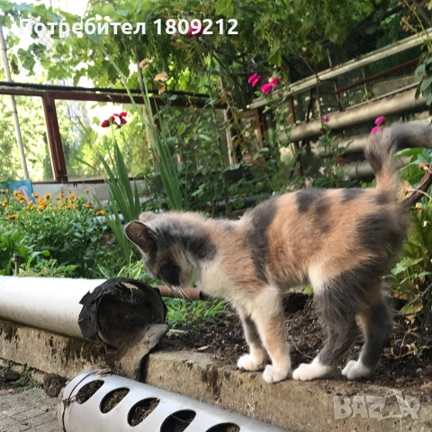 Малко коте, котенце, снимка 5 - Други - 55200478