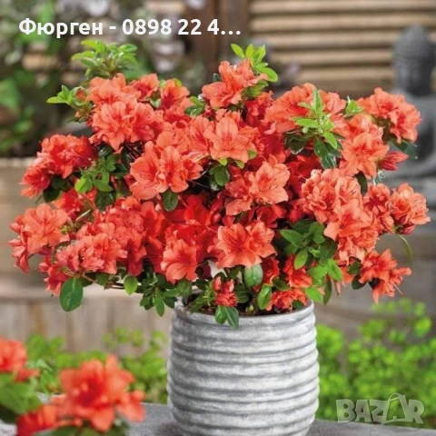 Азалия - Градинска, снимка 2 - Разсади - 49970943